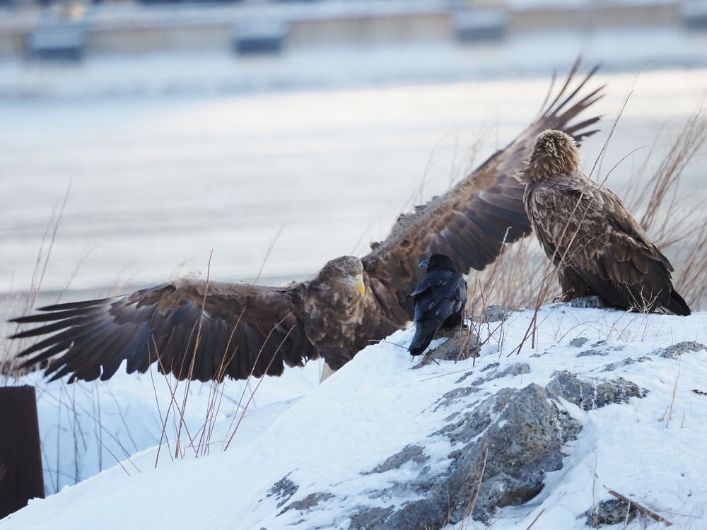 Photograph by Markov Alexander