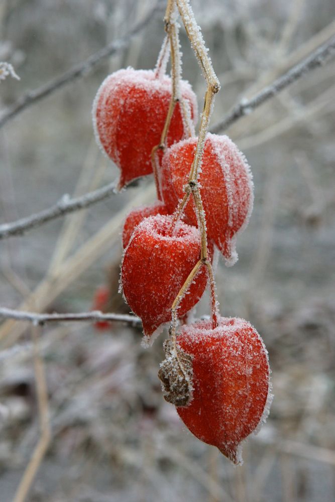 Зимнем утром