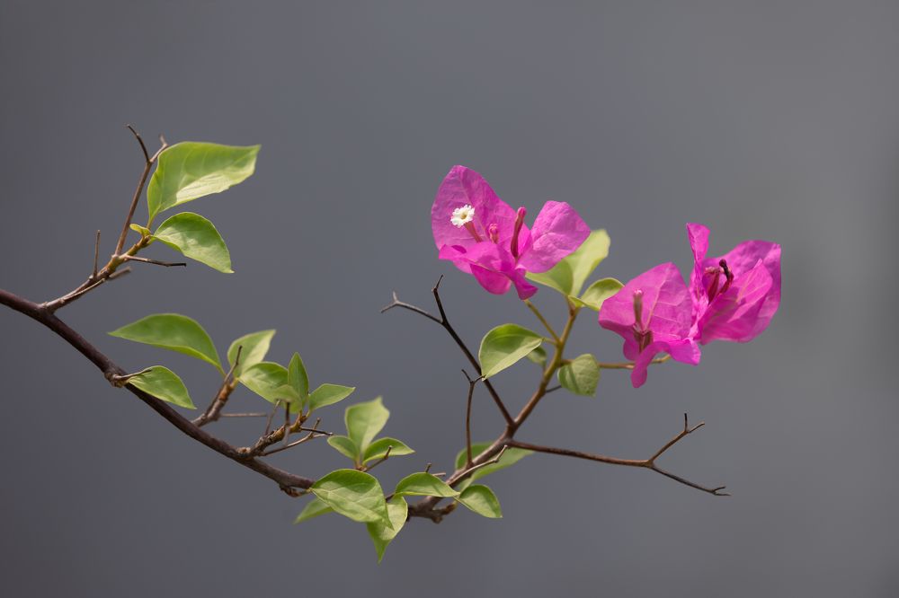 Photograph by Md. Shariful Islam Pavel