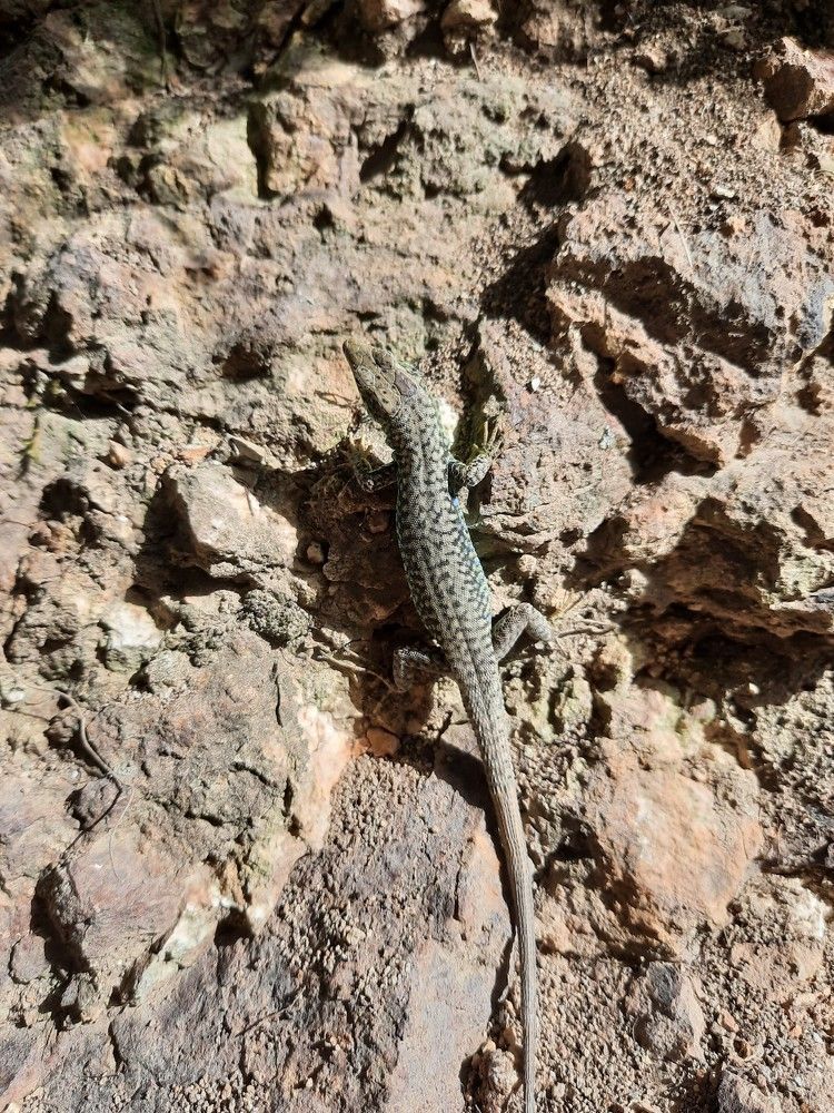 Фотография автора Елена Пикатова