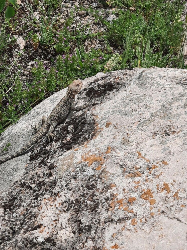 Фотография автора Елена Пикатова