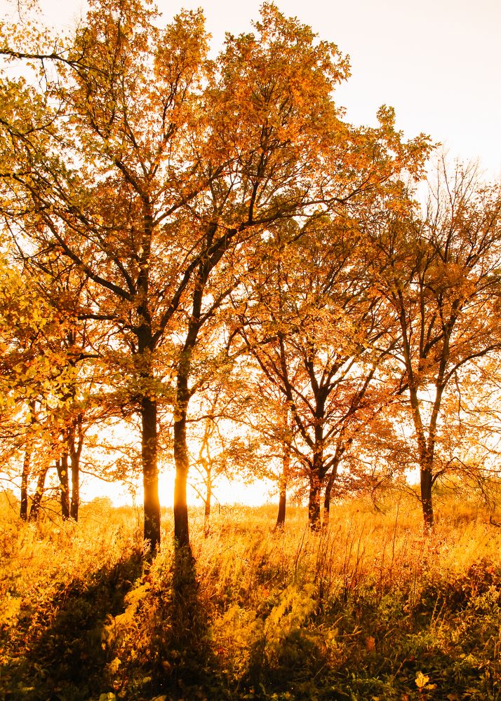 Photograph by Ирина Фатеева