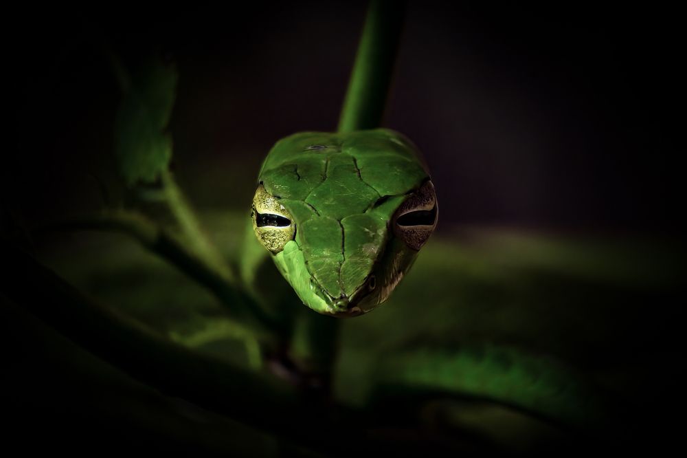 Photograph by Dhruv Shilpi