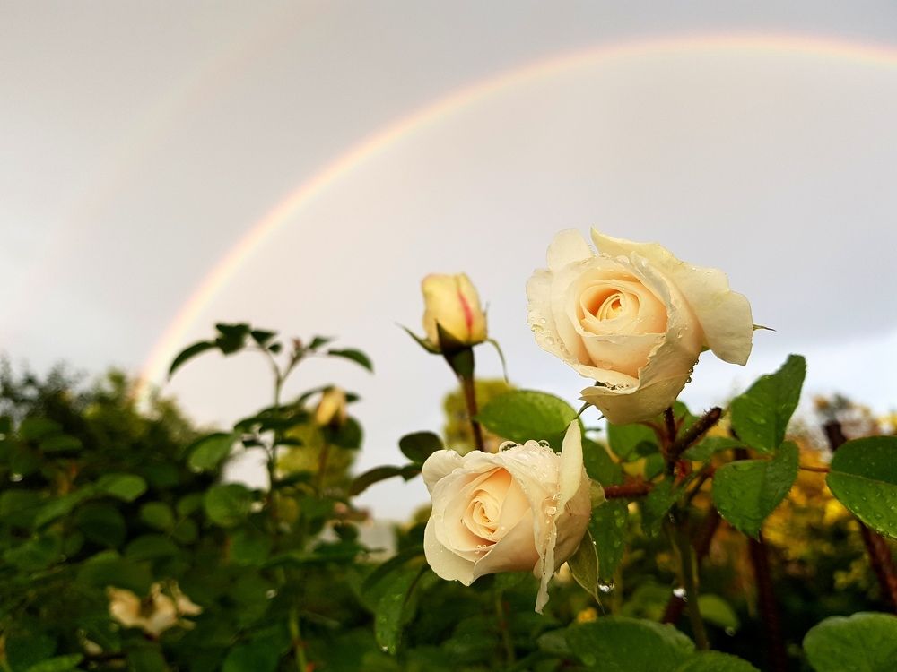 Photograph by Марина Стародуб