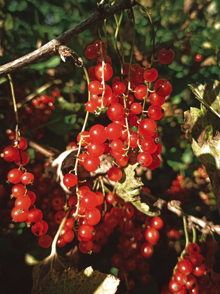 Photograph by Елена Подшевалова