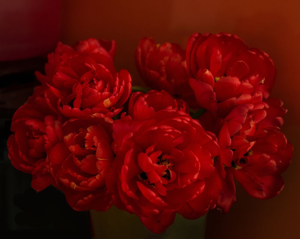 Букет махровых тюльпанов