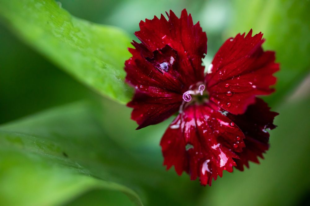 Photograph by Md. Shariful Islam Pavel