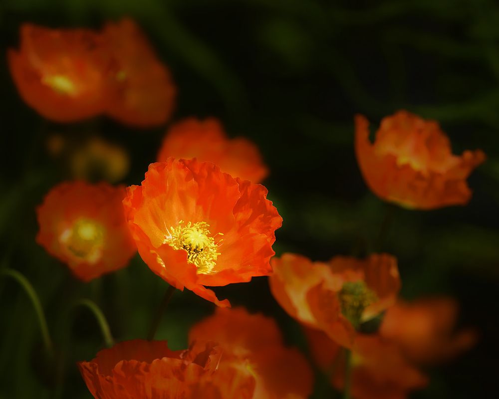 Фотография автора Александр Степочкин