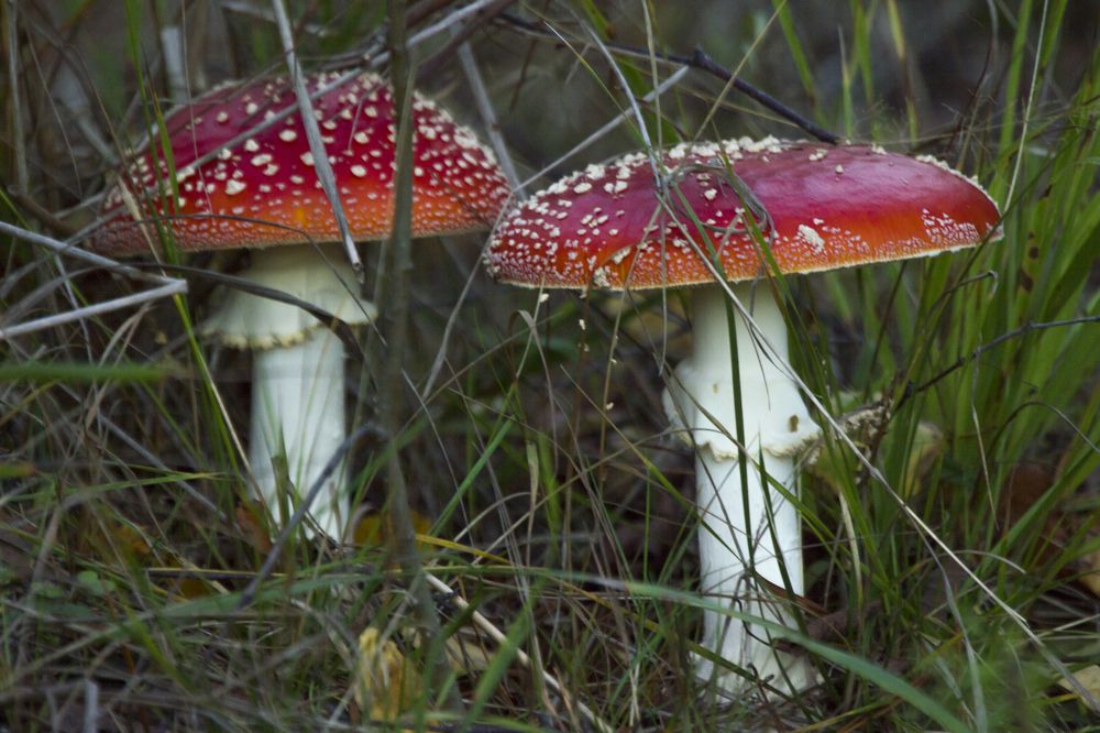 Фотография автора Александр Собокарь