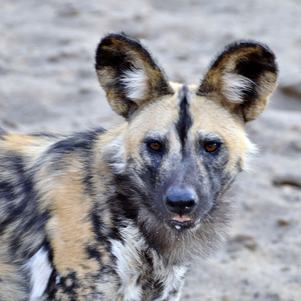 African wild dog