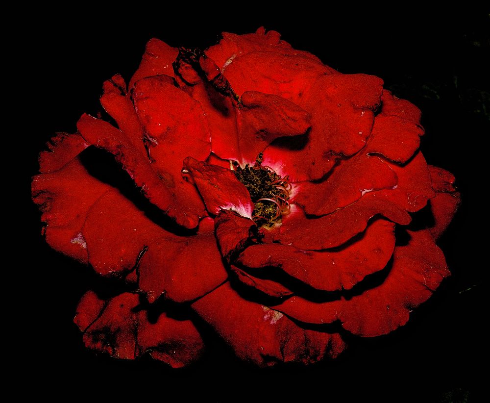 Photograph by Евгений Козлов