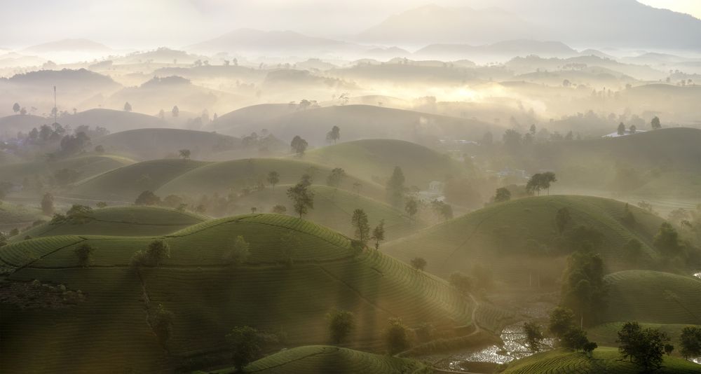 Mysterious landscape of tea hill