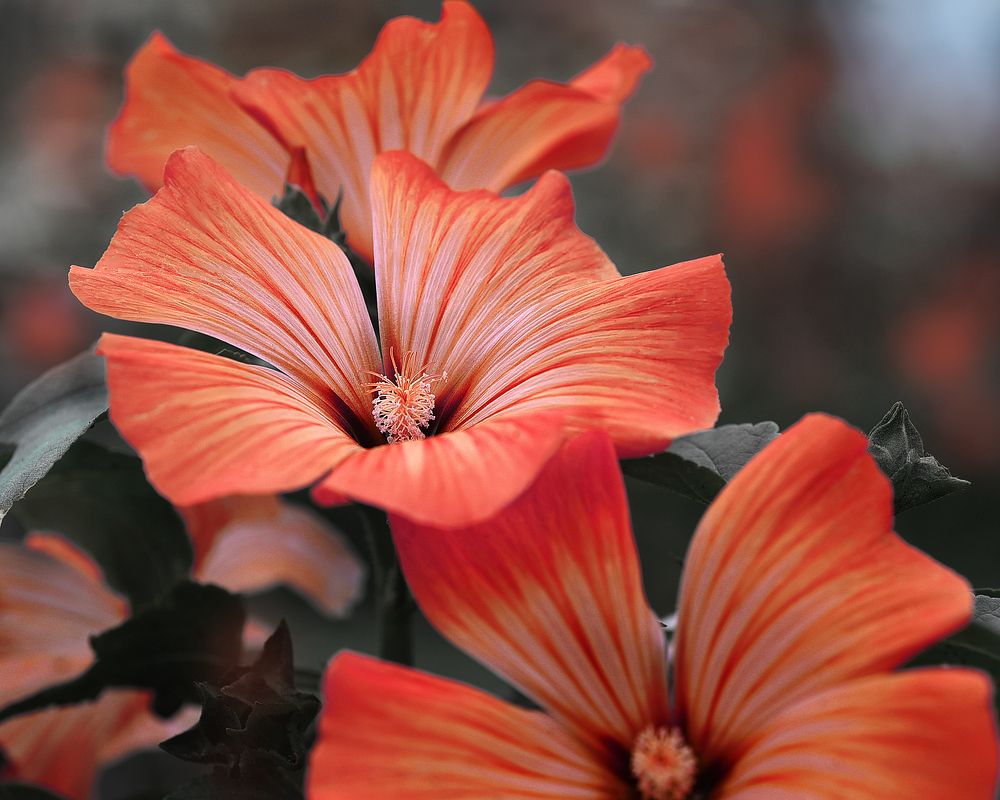 Фотография автора Александр Степочкин