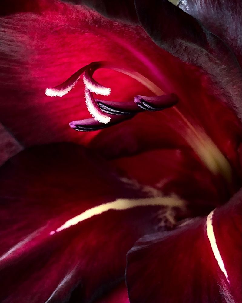 Photograph by Halina Mitsevich