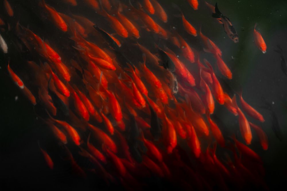 Photograph by Кирина Елизавета