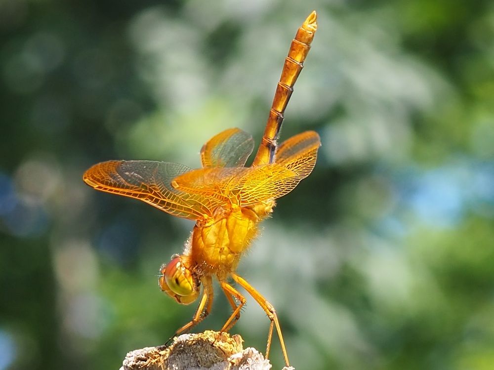 Золотая танцовщица