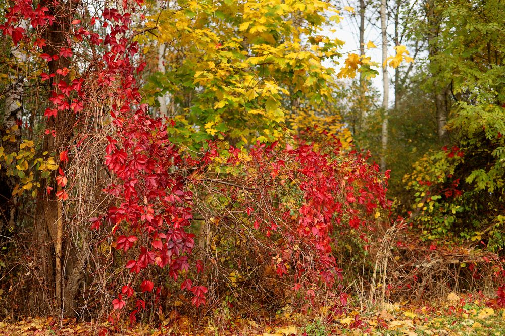 Photograph by Вероника Хведук