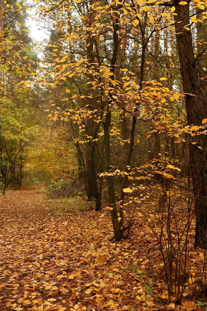 Photograph by Вероника Хведук