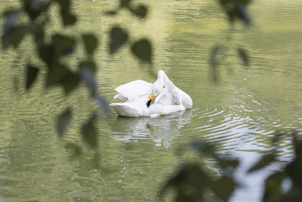 Фотография автора Andrey Pristyazhnyuk