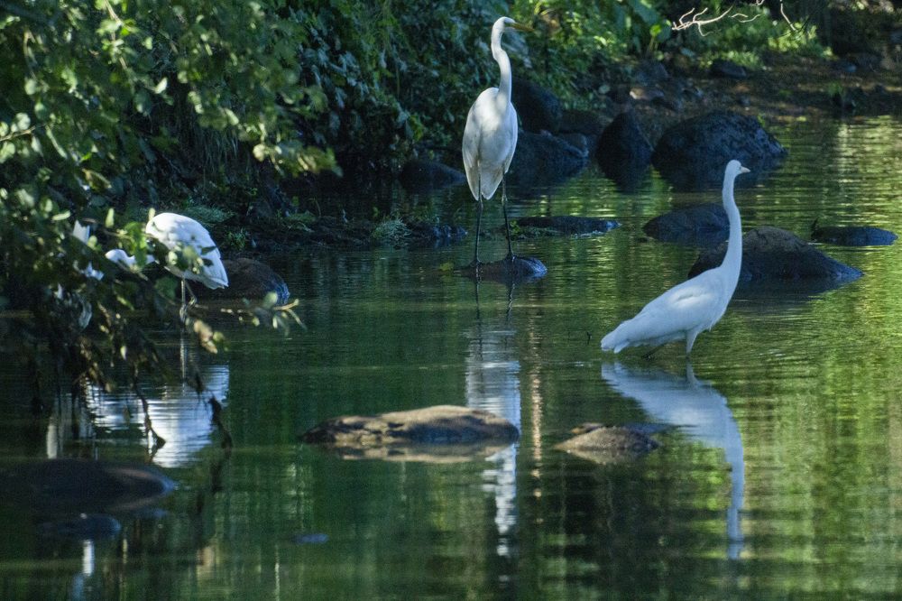 Фотография автора Алексей Борисов