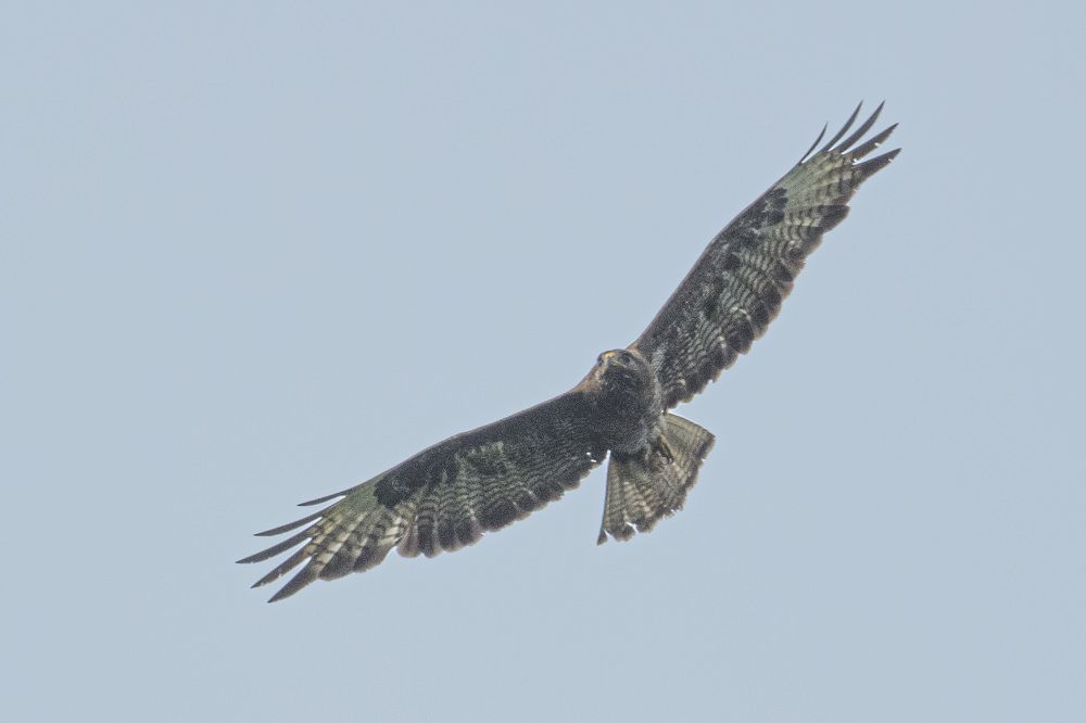 Photograph by Алексей Борисов