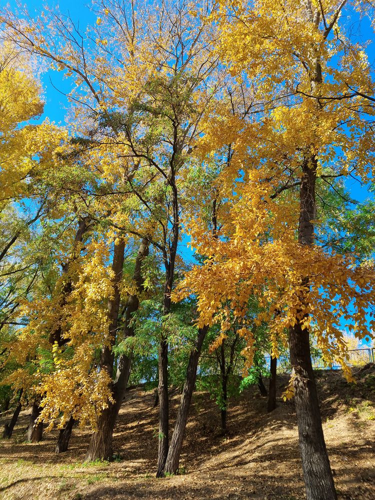 Золото осени