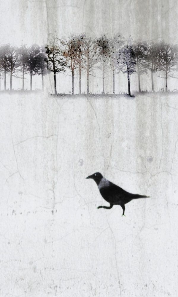 Гордая ворона