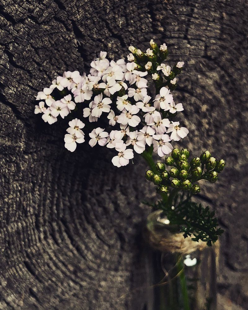 Photograph by Halina Mitsevich