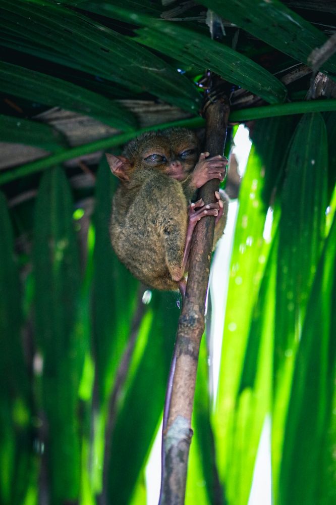 Philippine Tarsier