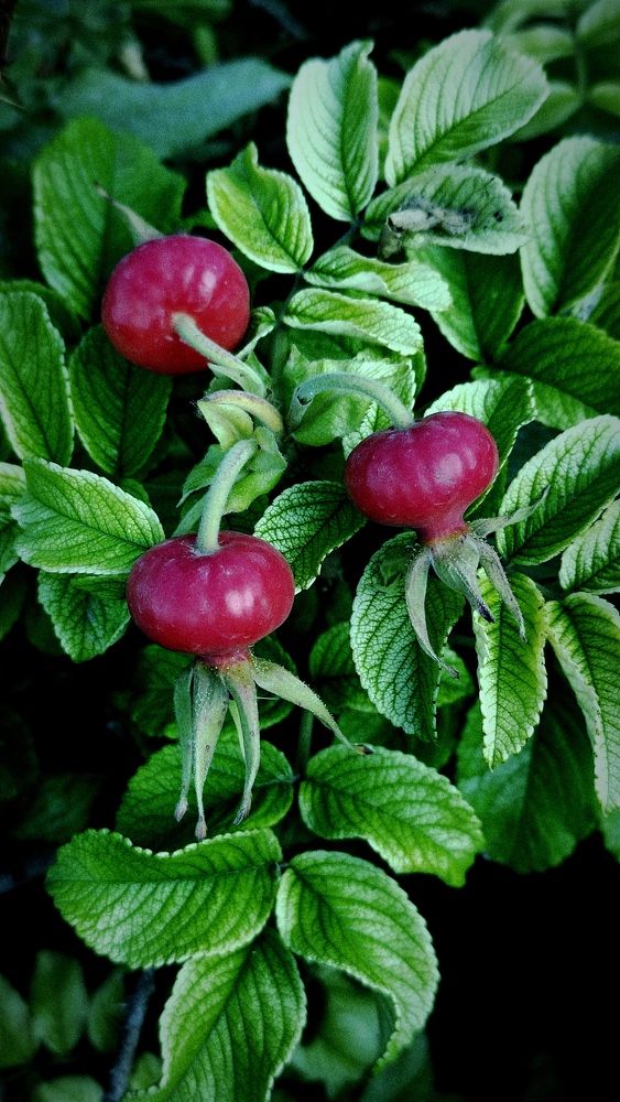 Photograph by Светлана Холодова