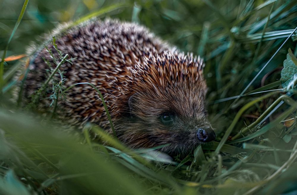 Photograph by Ксения Илюшина