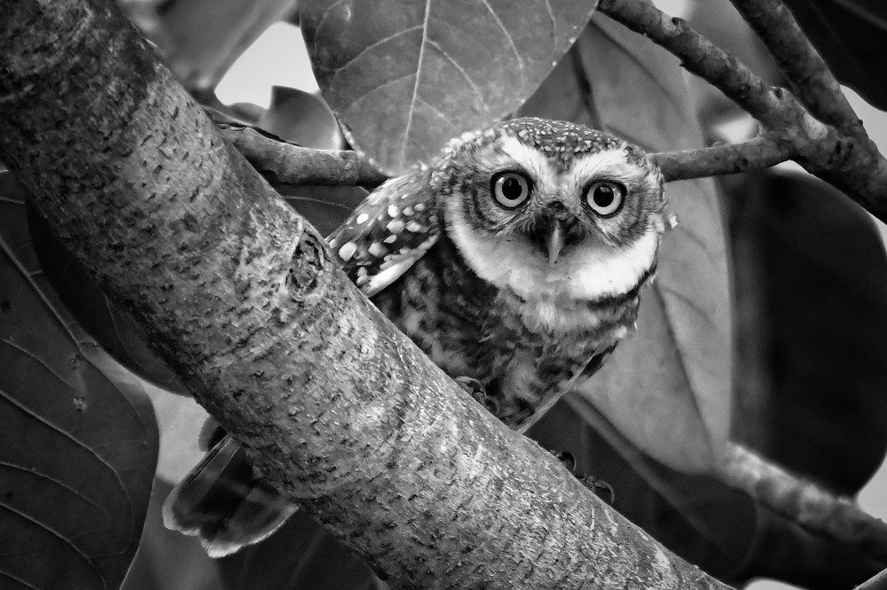 Photograph by SRIMANTA RAY