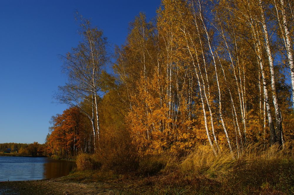 Золото осени