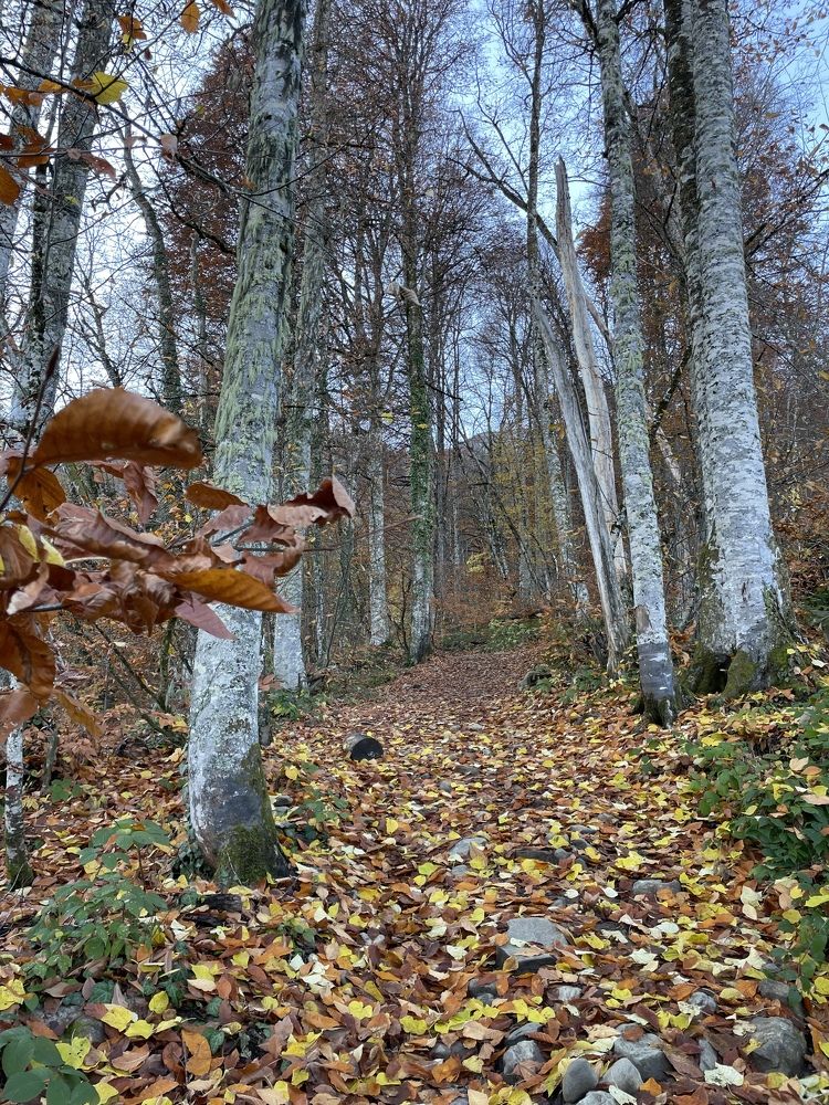 Photograph by Елена Горбунова