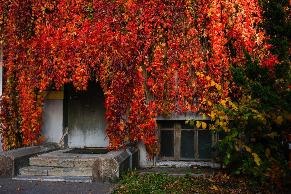 Photograph by Галина Бехметьева