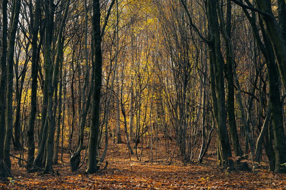 Фотография автора Milica Macanovic