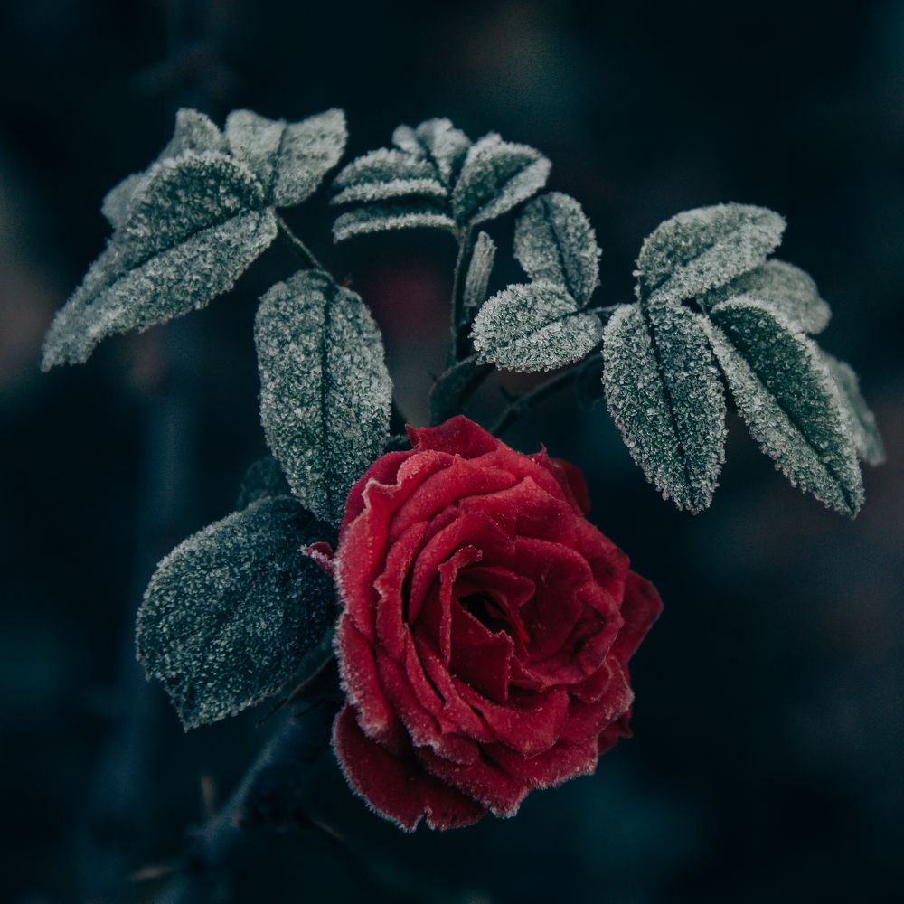 Photograph by Роман Рыбочкин