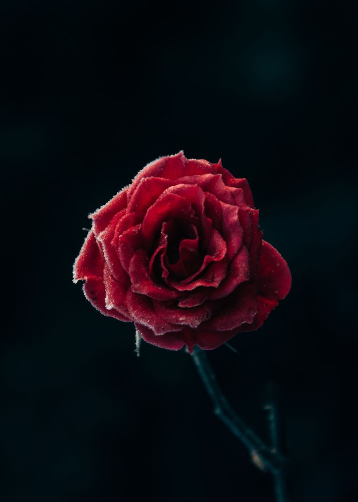 Photograph by Роман Рыбочкин