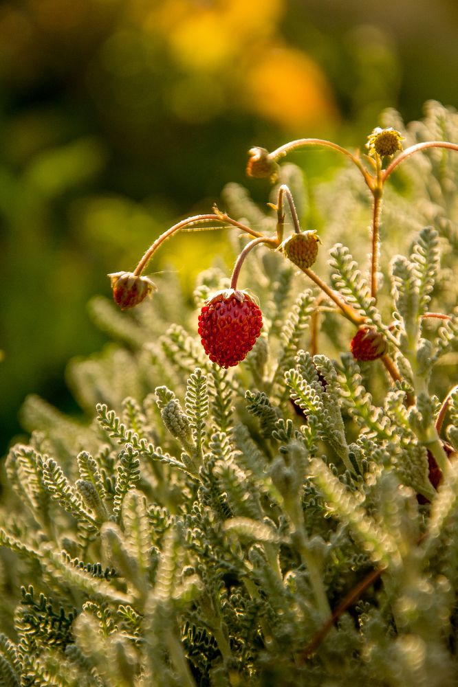 Photograph by Роман Рыбочкин