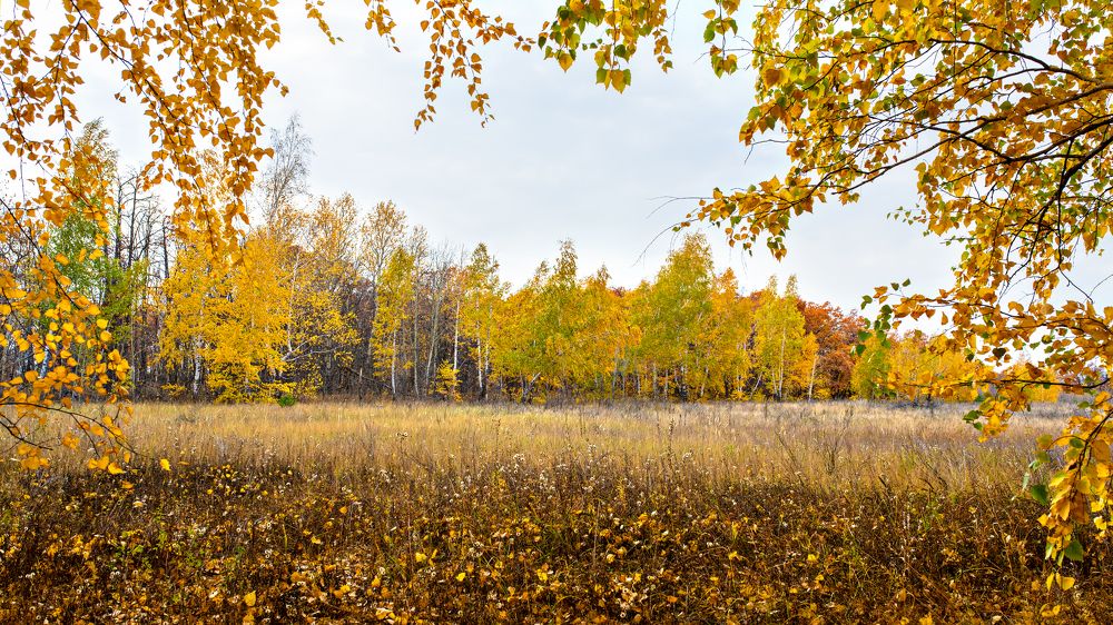 Осенняя сказка