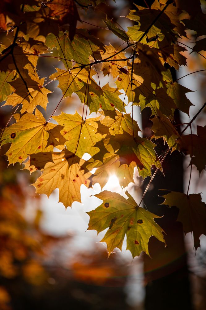 Photograph by Алексей Еремеев