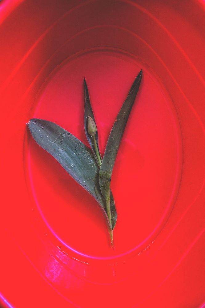 Photograph by Кристина Присакарь