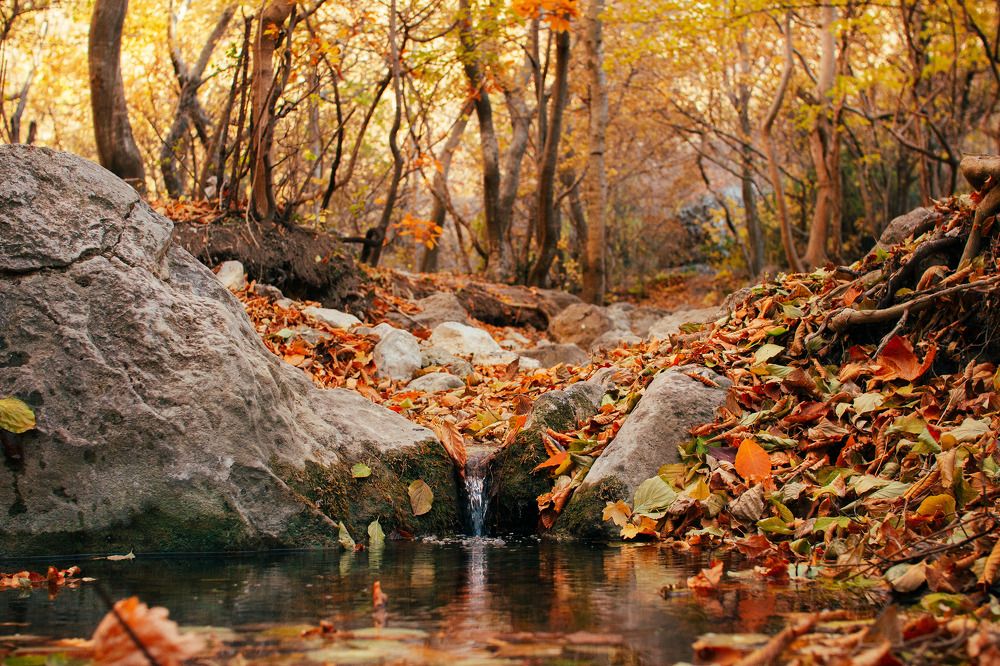 Золотая волшебница осень