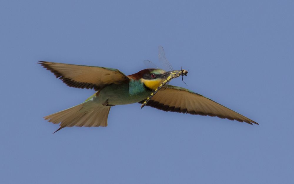 Photograph by mohammadjavad rostamiahmadvandi