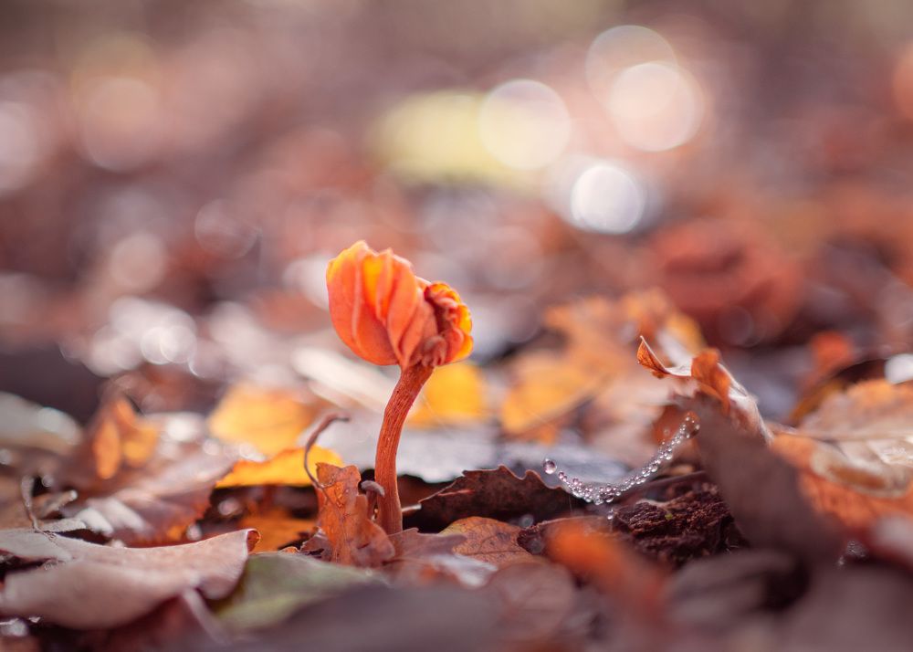 Photograph by LYUDMYLA POKRYSHEN