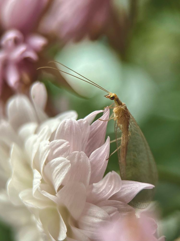 Утро в саду