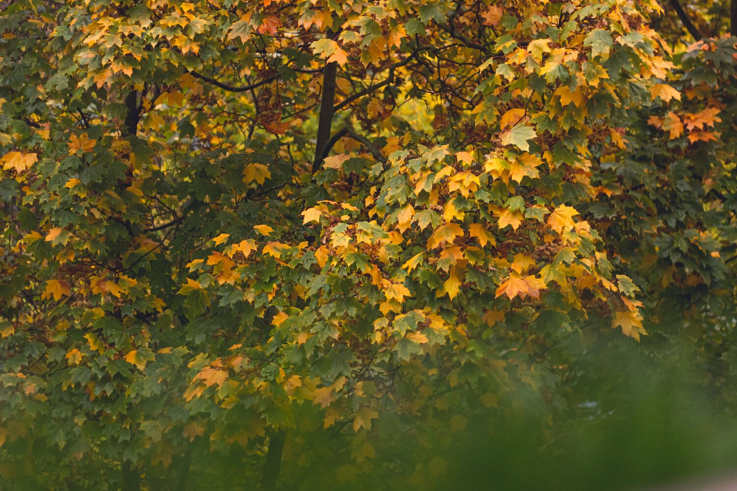 Photo #8355595