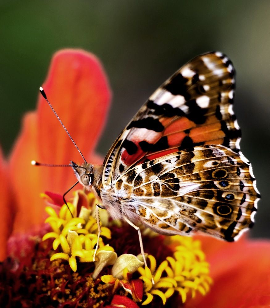 Photograph by Валентина Евгеньевна Семина