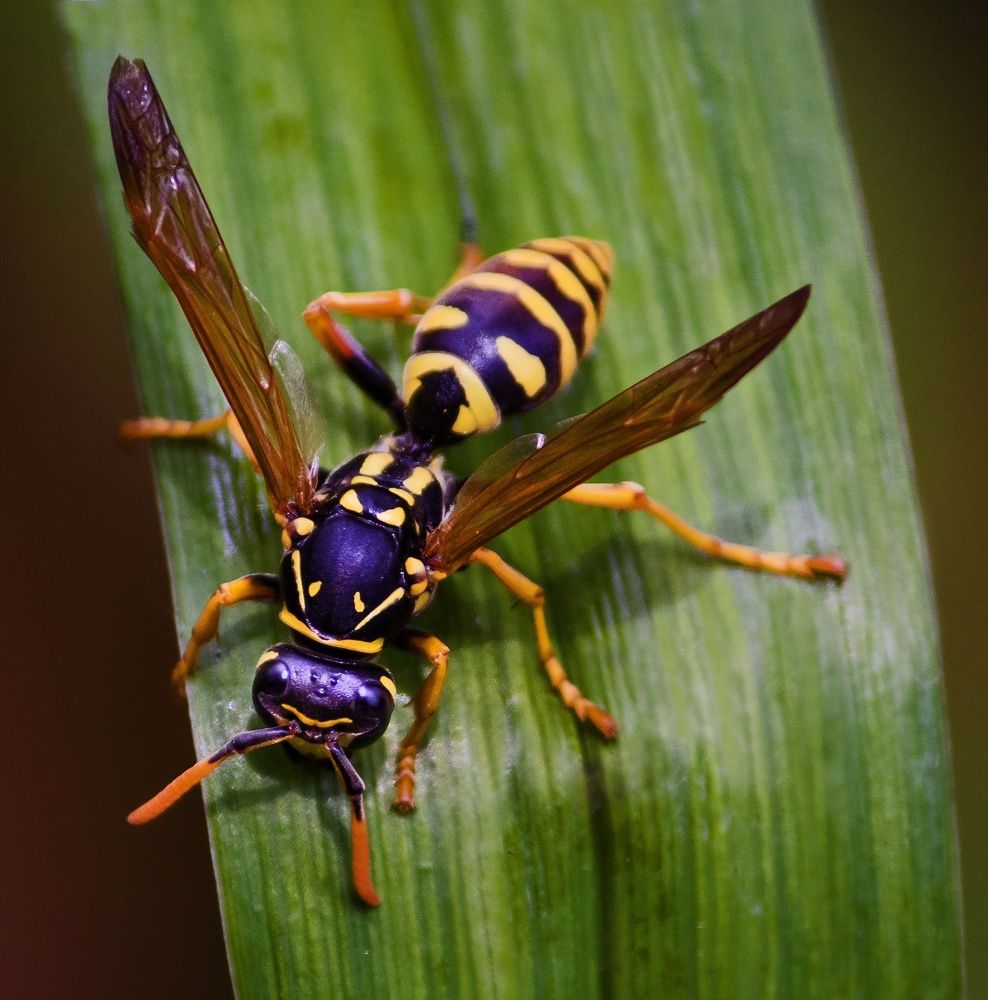 Photograph by Валентина Евгеньевна Семина