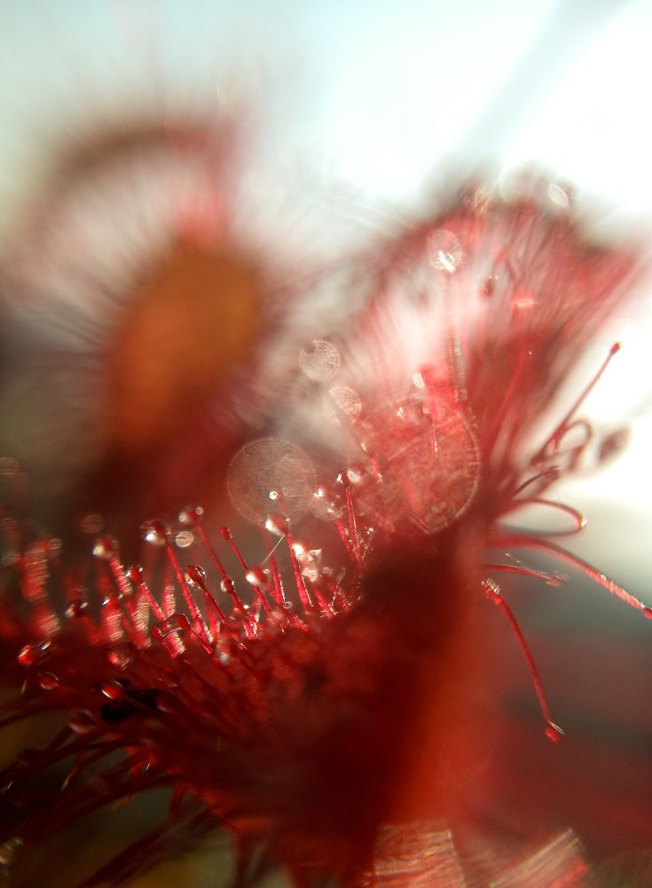 Photograph by Наталья Шумилова